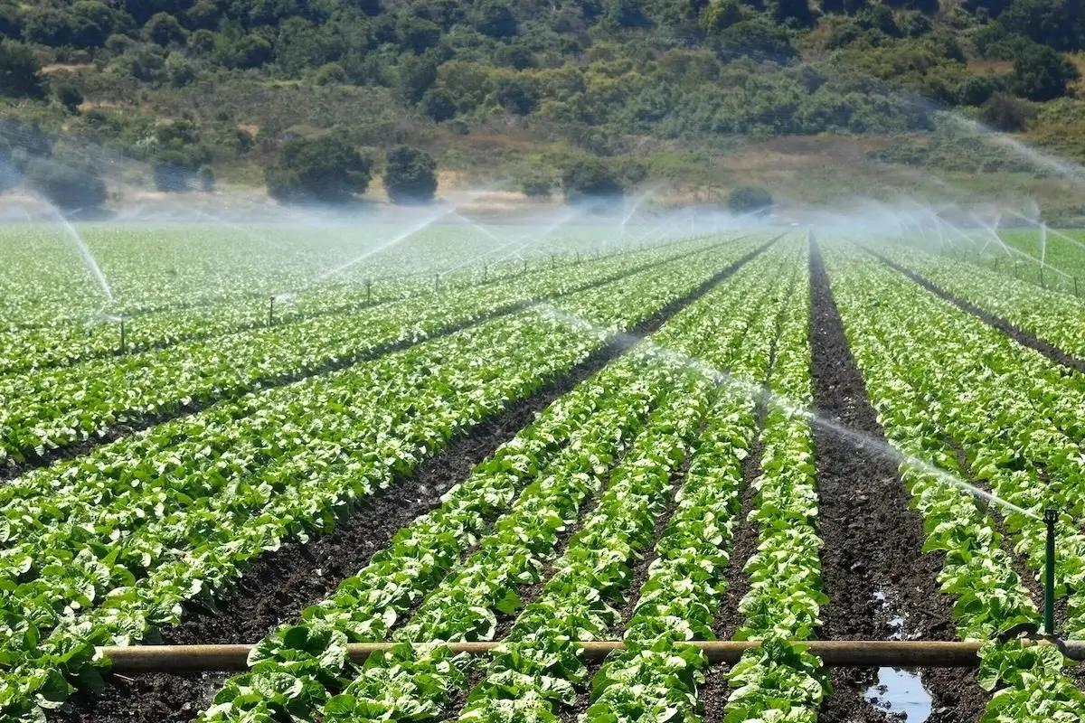 Green vegetable crops being irrigated by sprinklers on a large farm with hills in the background